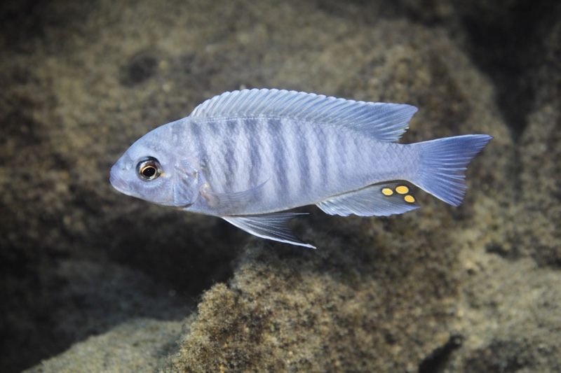 Maylandia estherae 'Nkolongwe'